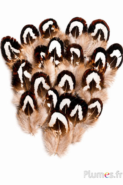 Königsfasan - 2-4 cm - natur
